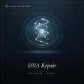 DNA Reparatur