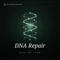DNA Reparatur (Basic)